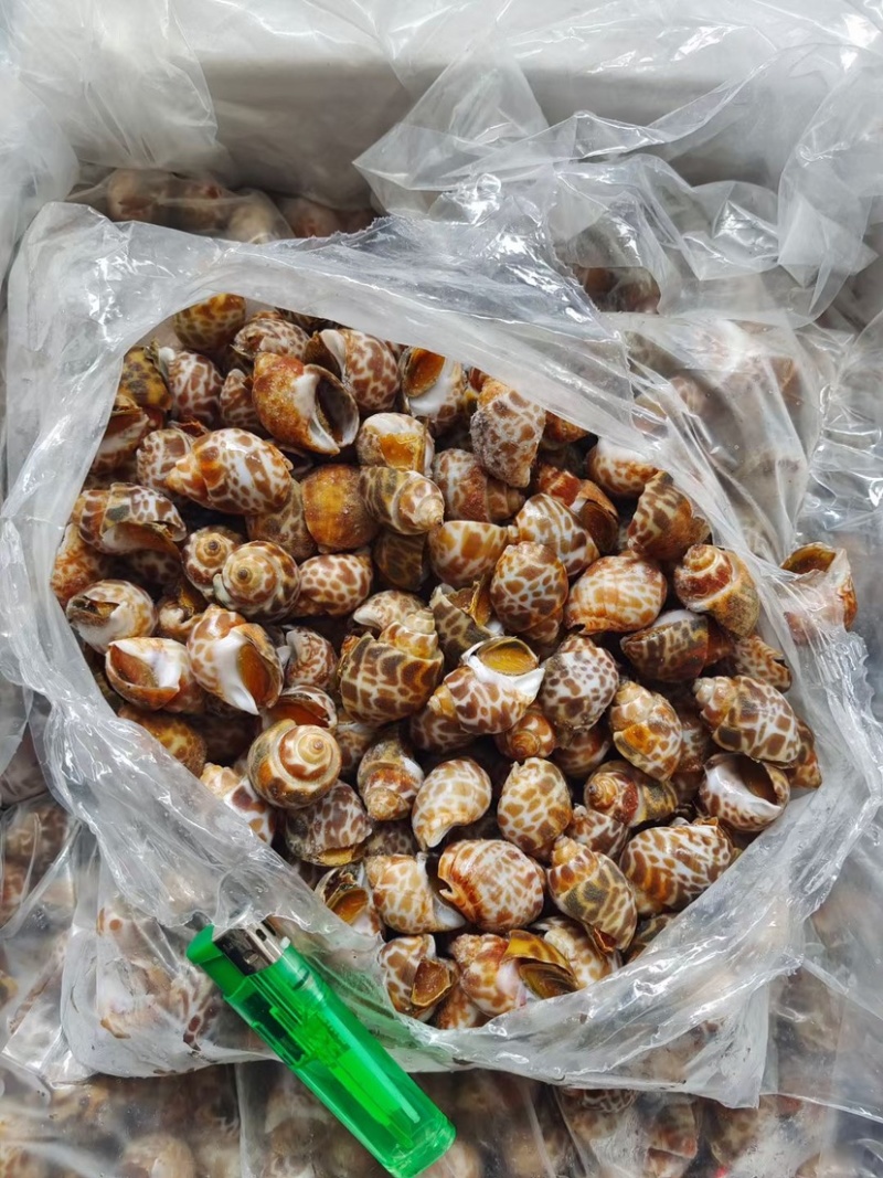 花螺/巴基斯坦花螺量大从优质量优先东风螺