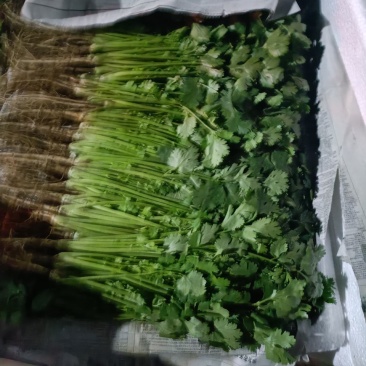 香菜