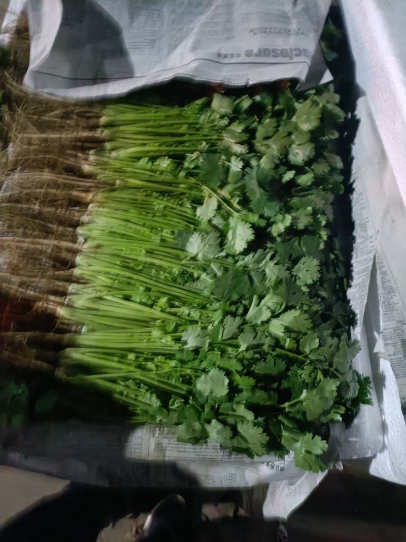 香菜