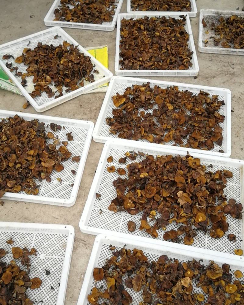 东北野生松蘑烘干秋板无根无虫颜色好粘团子