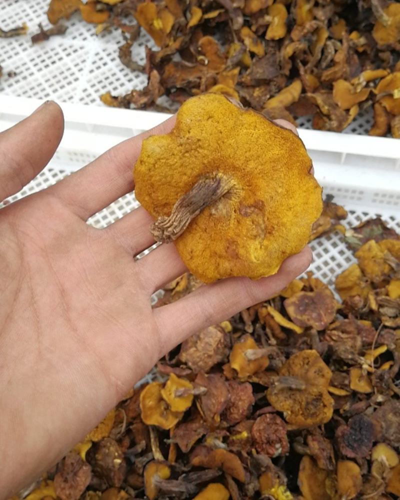 东北野生松蘑烘干秋板无根无虫颜色好粘团子