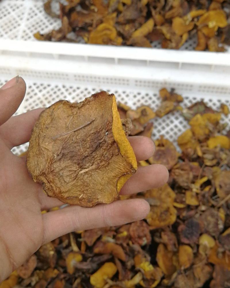 东北野生松蘑烘干秋板无根无虫颜色好粘团子