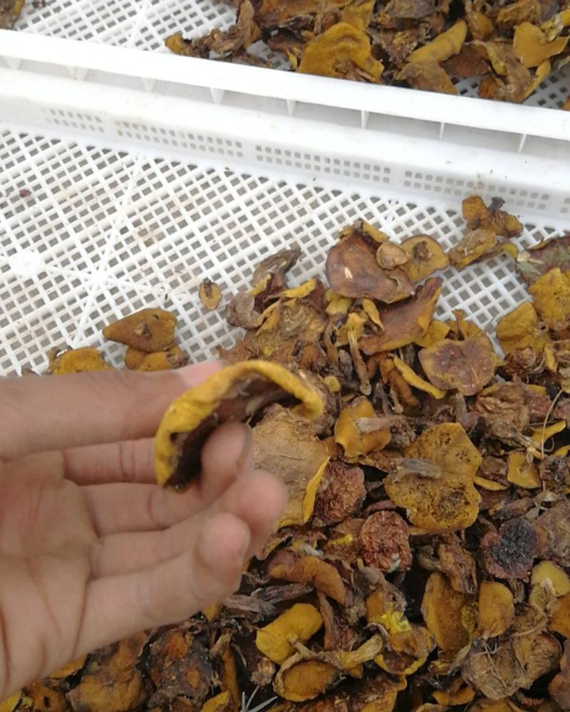 东北野生松蘑烘干秋板无根无虫颜色好粘团子