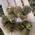 中药材刺梨果，刺梨，各种中药材齐全，中药粉粉