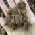 中药材刺梨果，刺梨，各种中药材齐全，中药粉粉