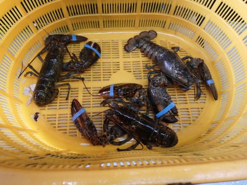 长期大量货源，低价批发生冻波士顿龙虾，质量好，统货批发