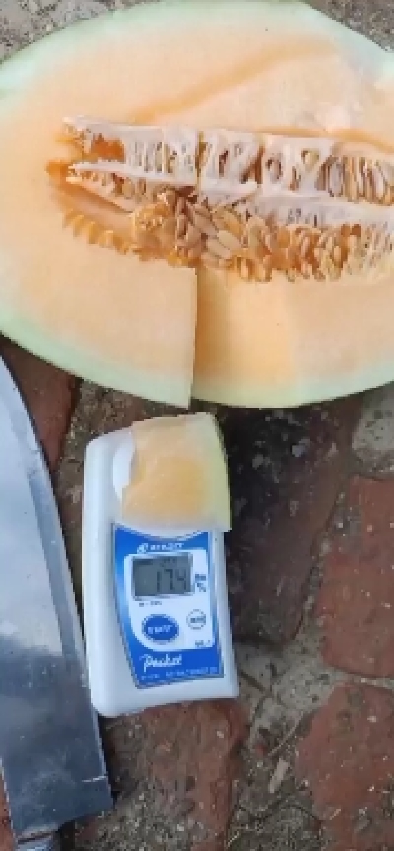 哈密瓜大量上市