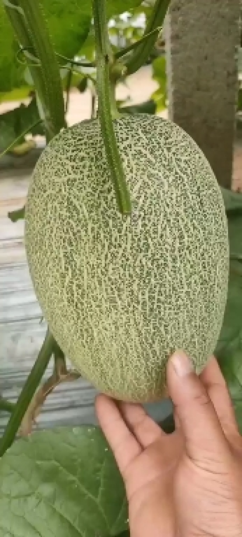 哈密瓜大量上市
