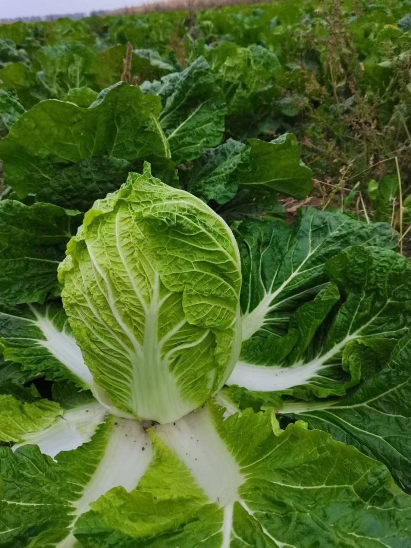 黄心菜