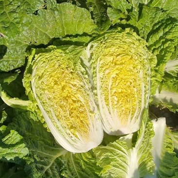黄心菜