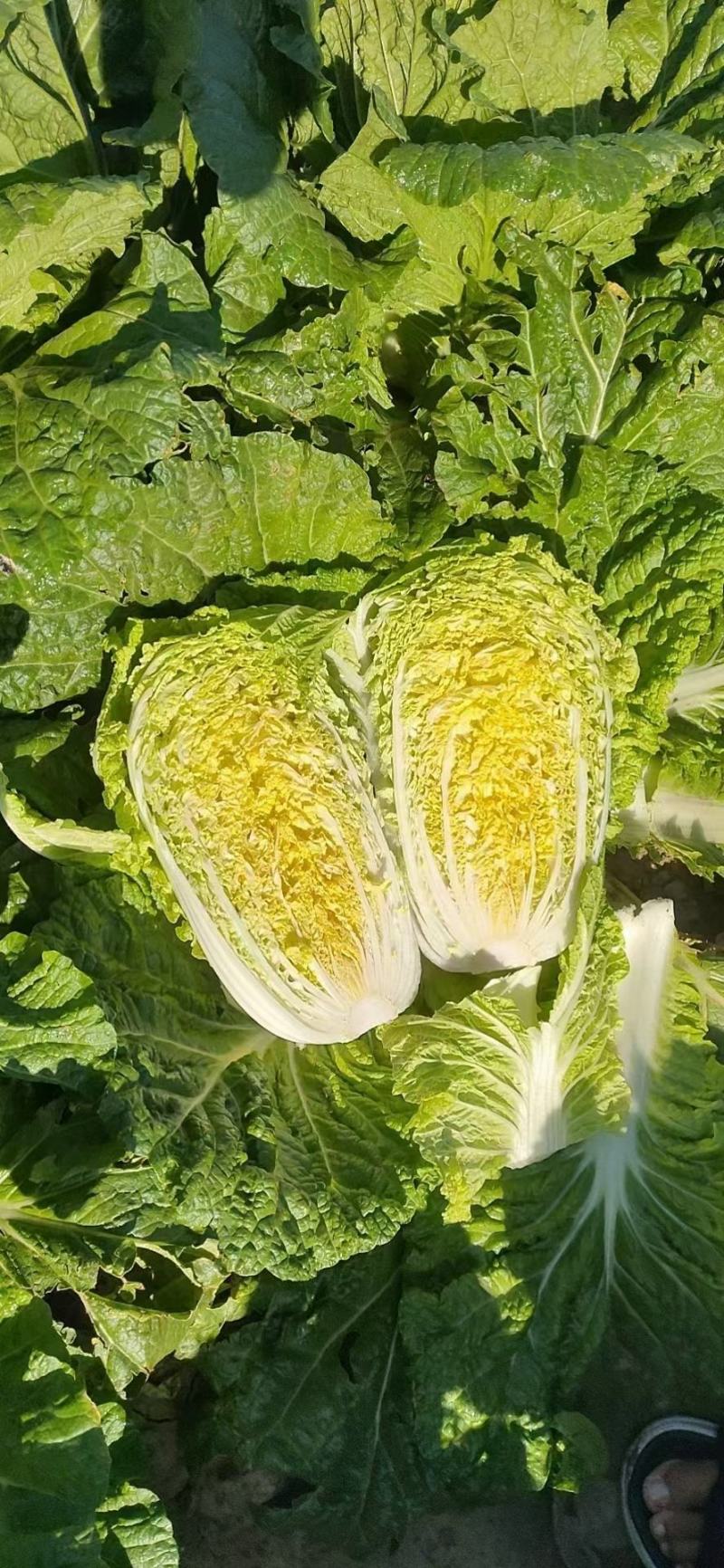 黄心菜