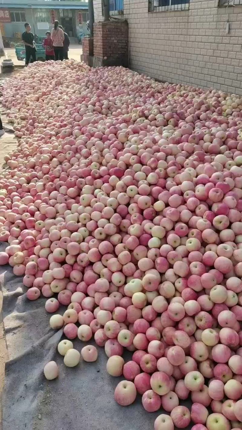 栖霞苹果大量上市苹果甘甜爽口多汁，个头大颜色好。