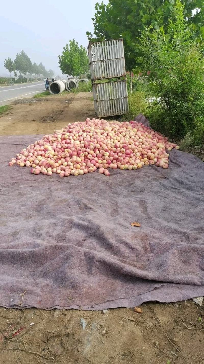 栖霞苹果大量上市苹果甘甜爽口多汁，个头大颜色好。