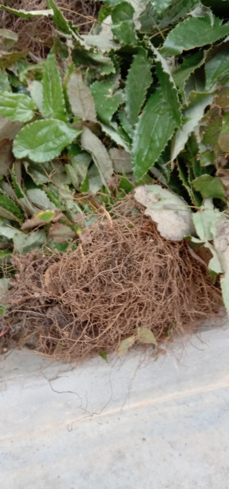 甘肃陇南高含量柔毛淫羊藿种苗，需要的种植的老板联系