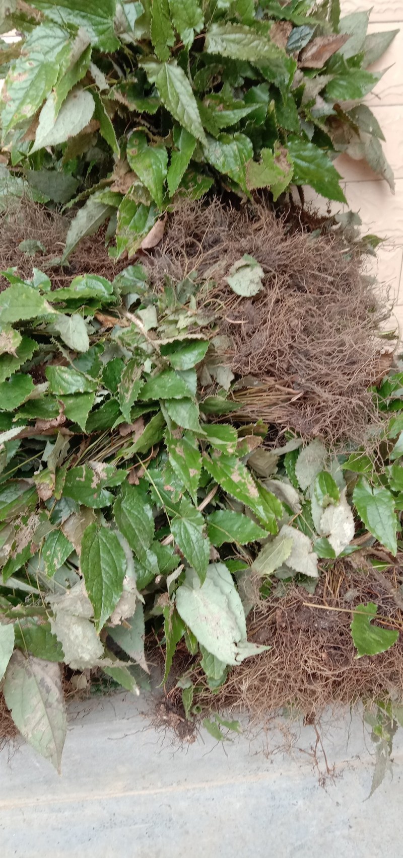 甘肃陇南高含量柔毛淫羊藿种苗，需要的种植的老板联系