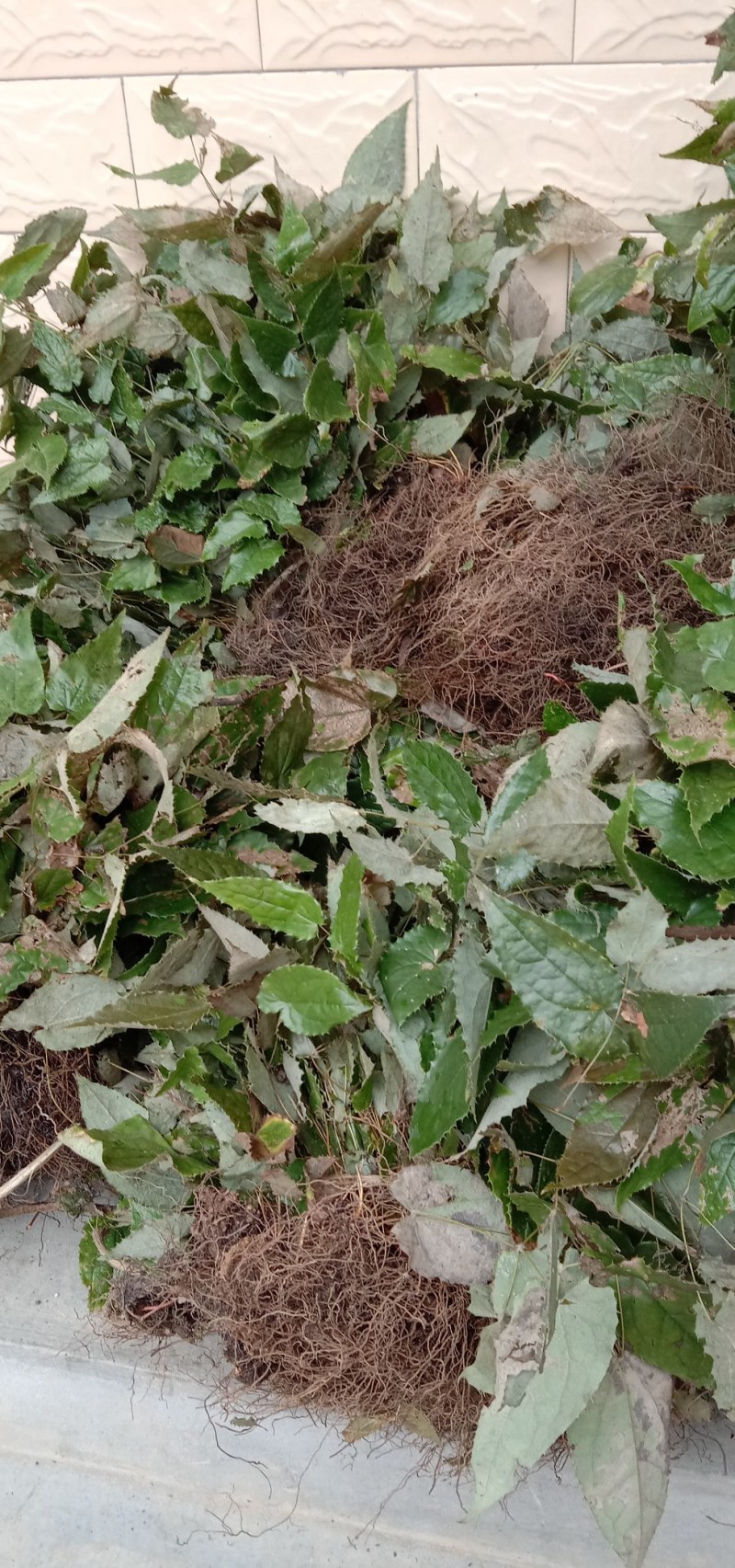甘肃陇南高含量柔毛淫羊藿种苗，需要的种植的老板联系