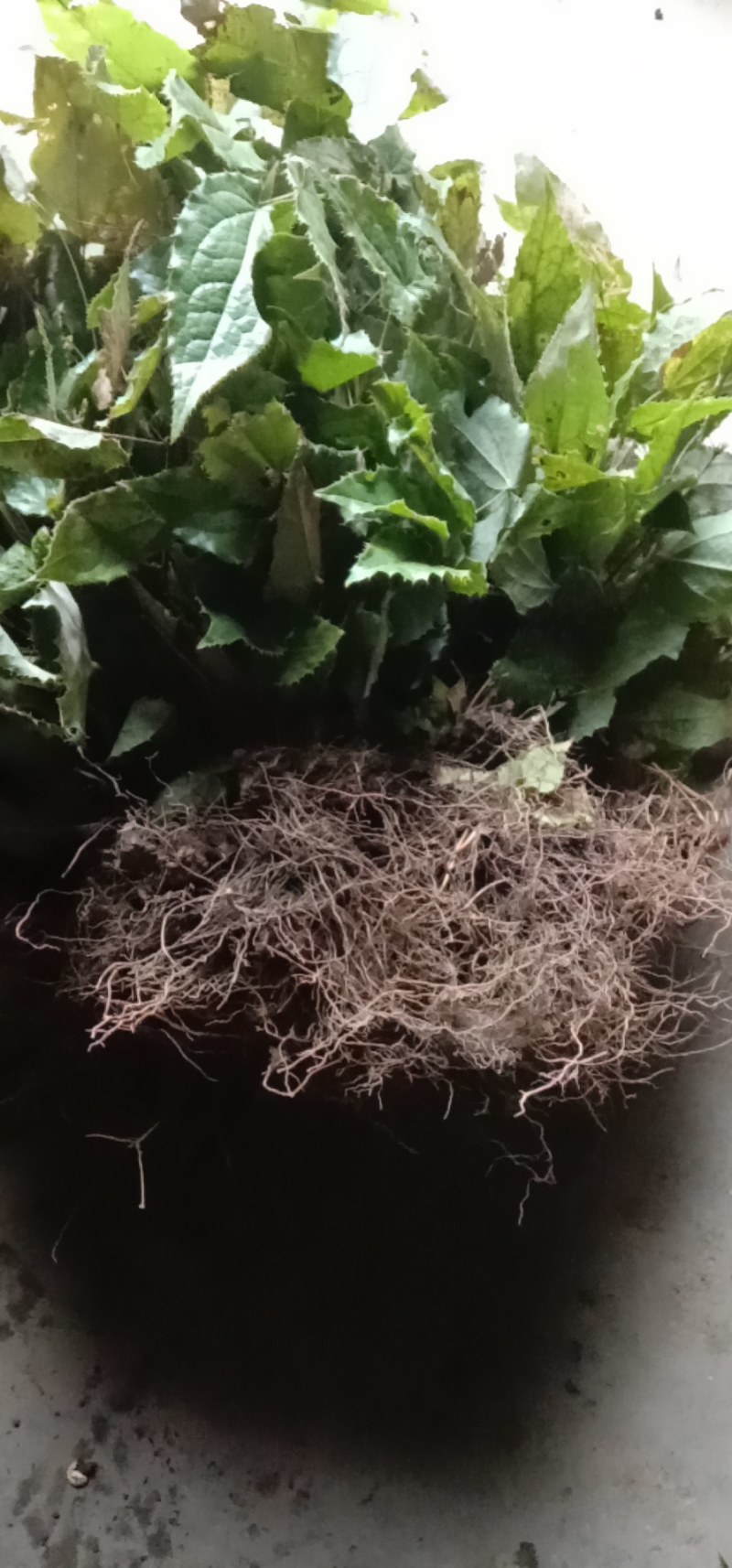 甘肃陇南高含量柔毛淫羊藿种苗，需要的种植的老板联系