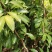 【正宗】观音绿荔枝苗,仙进奉荔枝苗,包正品