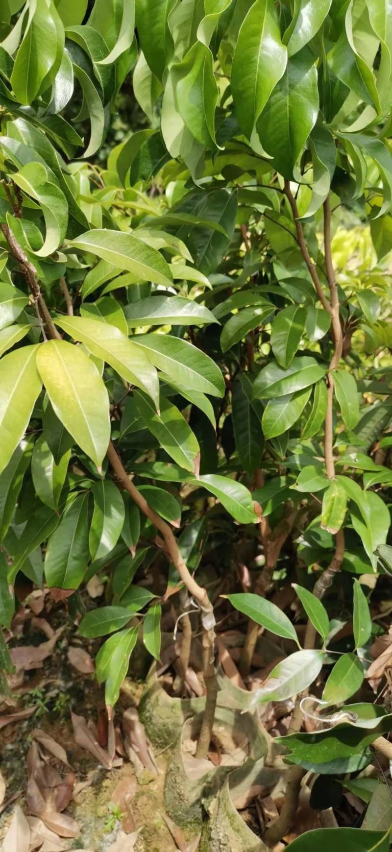 【正宗】观音绿荔枝苗，仙进奉荔枝苗，包正品