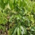 【正宗】观音绿荔枝苗,仙进奉荔枝苗,包正品