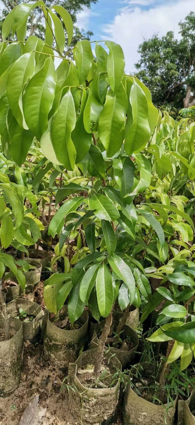 【正宗】观音绿荔枝苗，仙进奉荔枝苗，包正品