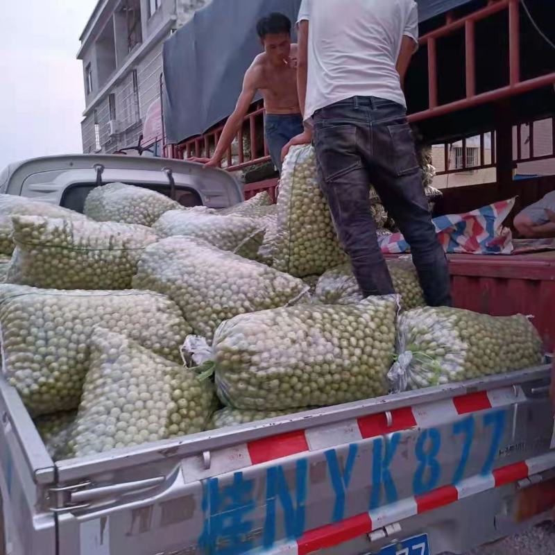 余甘果也叫牛甘果苗，第二年可以挂果，地苗杯苗都有
