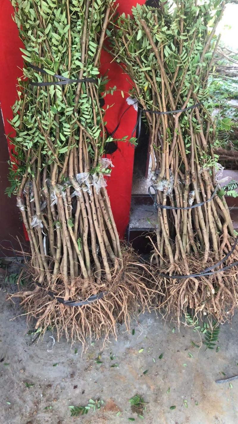 余甘果也叫牛甘果苗，第二年可以挂果，地苗杯苗都有