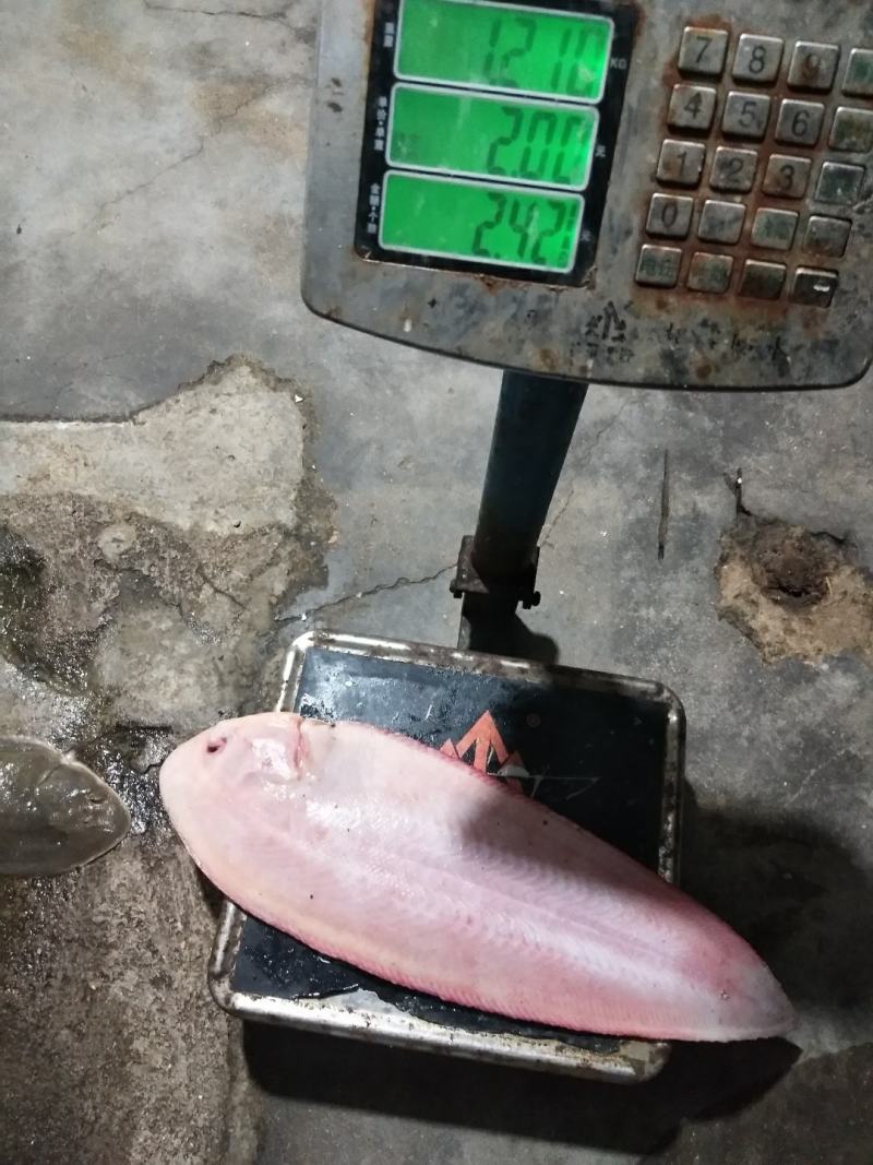 舌塌鱼，板鱼龙利鱼，各种规格，各种质量，合作共赢