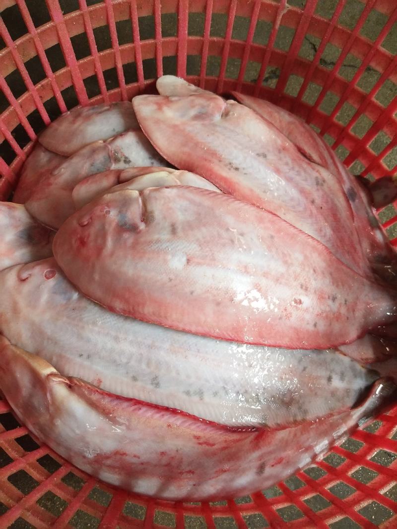 舌塌鱼，板鱼龙利鱼，各种规格，各种质量，合作共赢