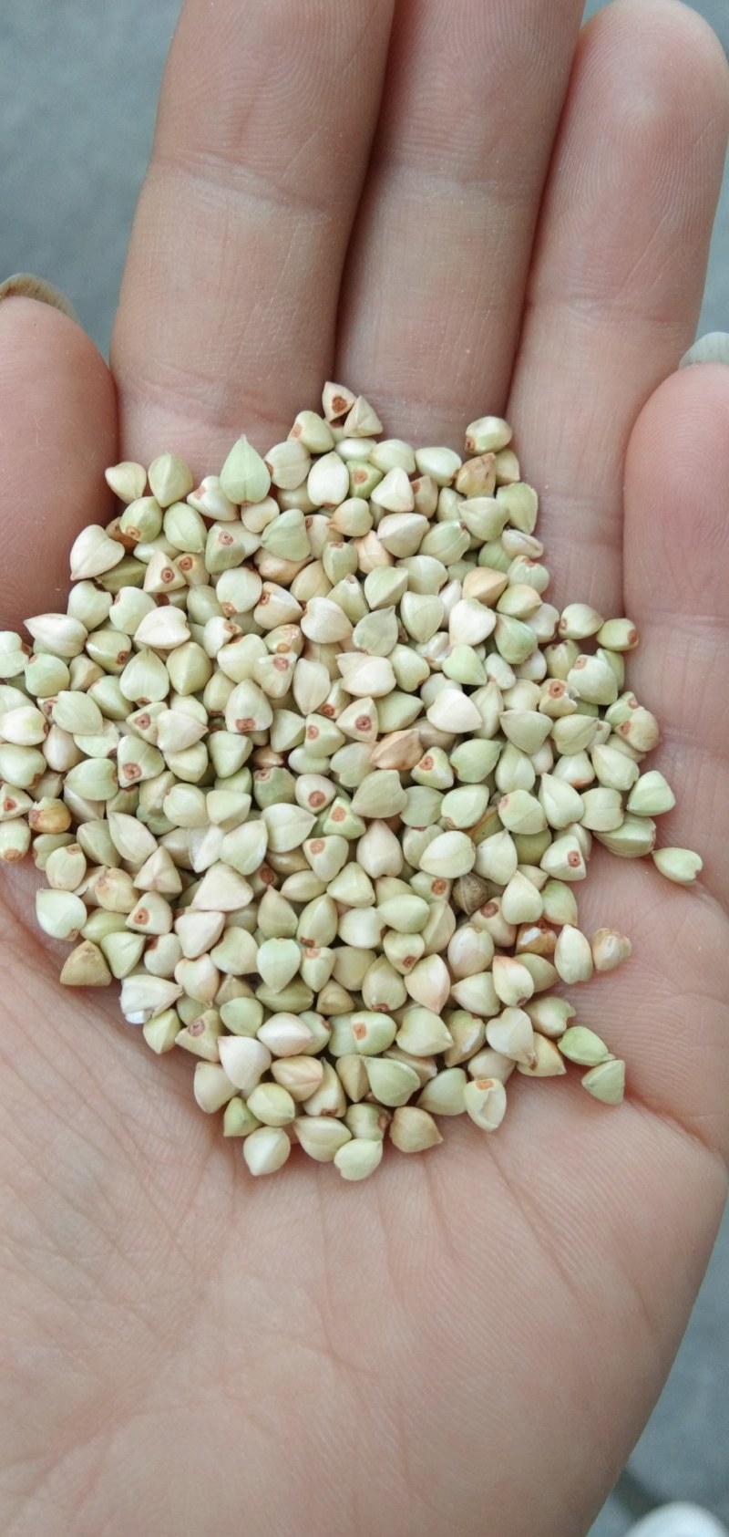 荞麦米大量上市全国供货一手货源厂家直发价格优惠欢迎下单