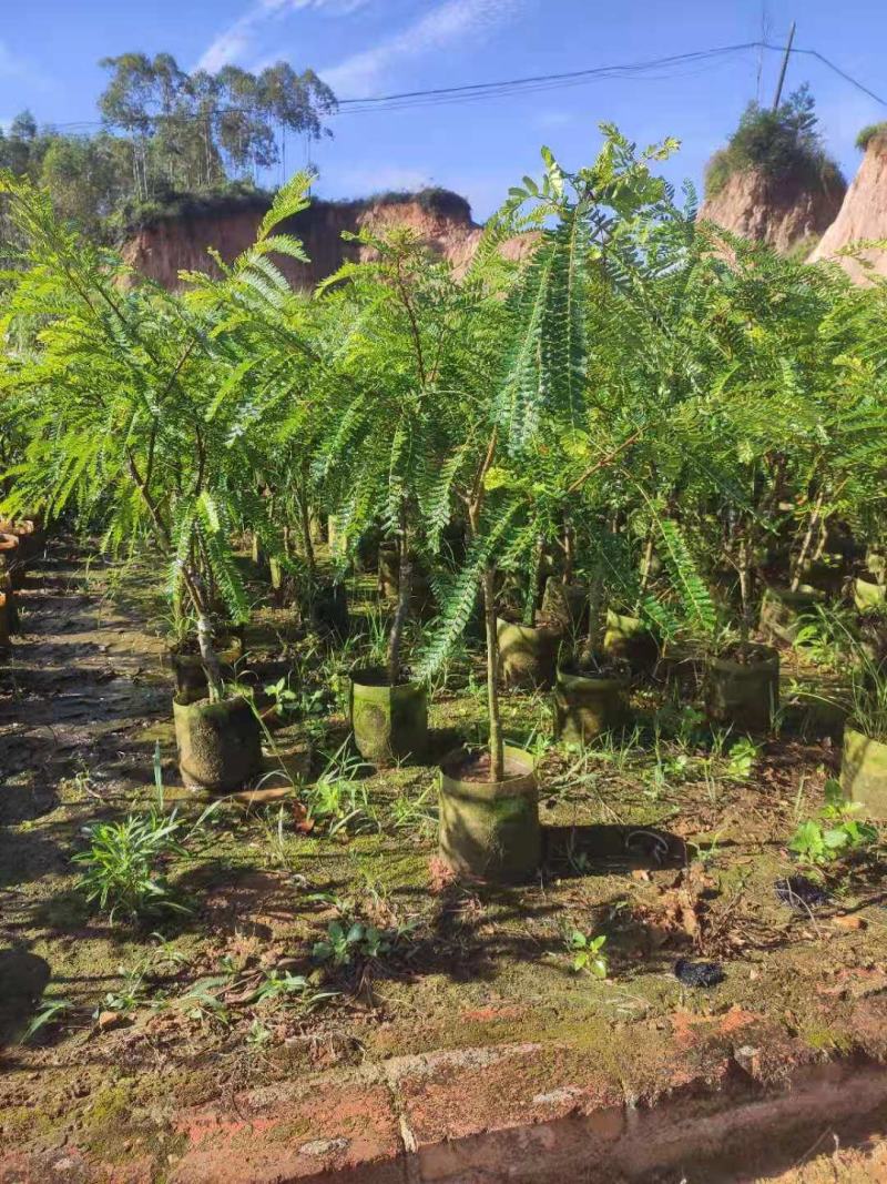 余甘果也叫牛甘果苗，第二年可以挂果，地苗杯苗都有
