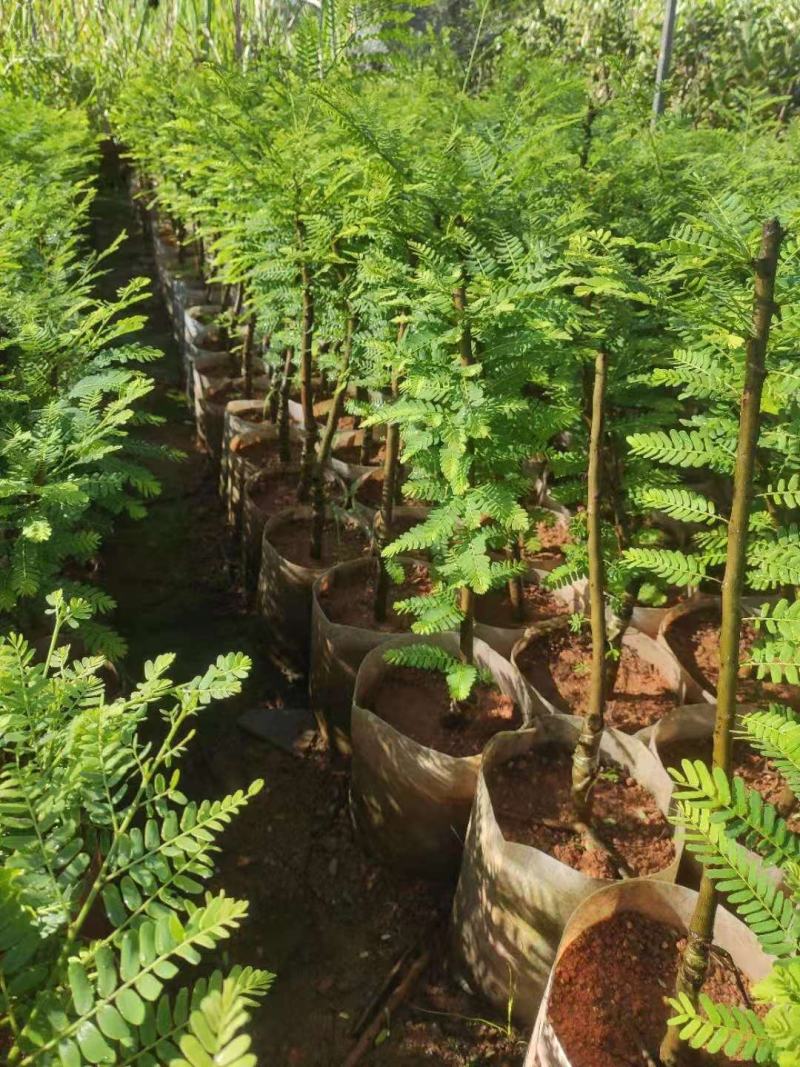 余甘果也叫牛甘果苗，第二年可以挂果，地苗杯苗都有