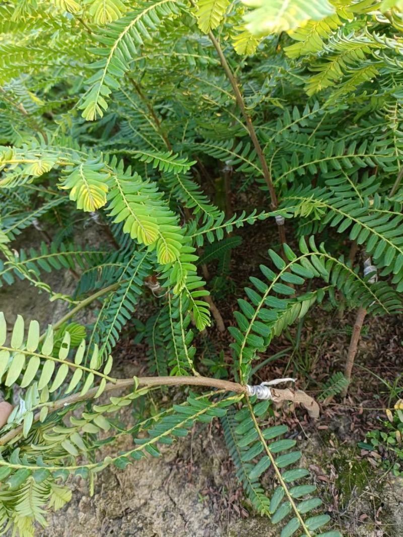 余甘果也叫牛甘果苗，第二年可以挂果，地苗杯苗都有