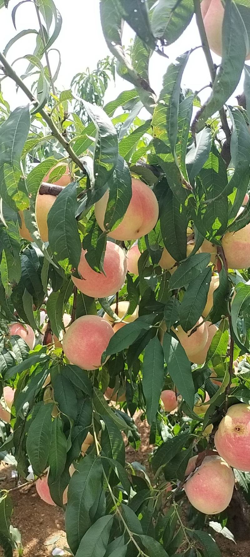 【精品推荐】金秋红蜜纸袋毛桃大量上市可视频看货