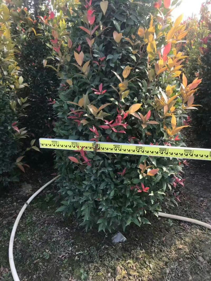 红车鸿运当头基地大量现货供应