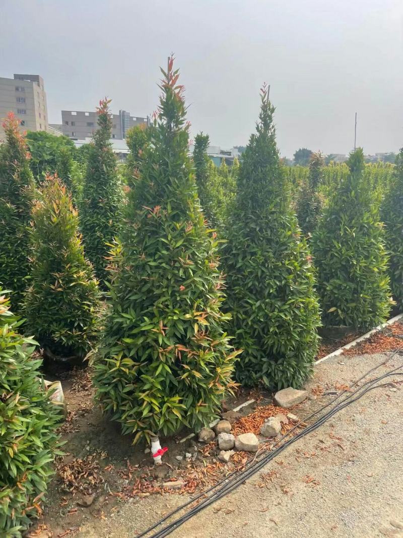 红车鸿运当头基地大量现货供应