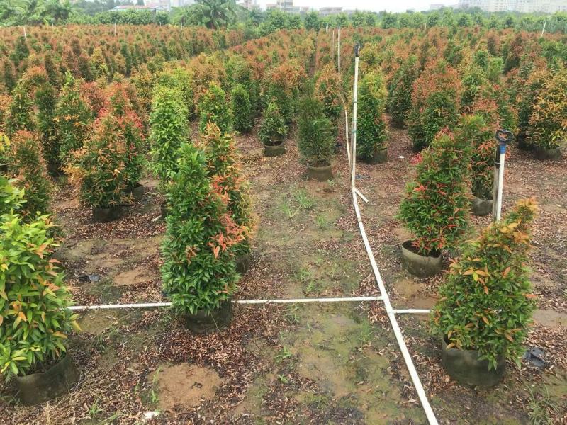 红车鸿运当头基地大量现货供应