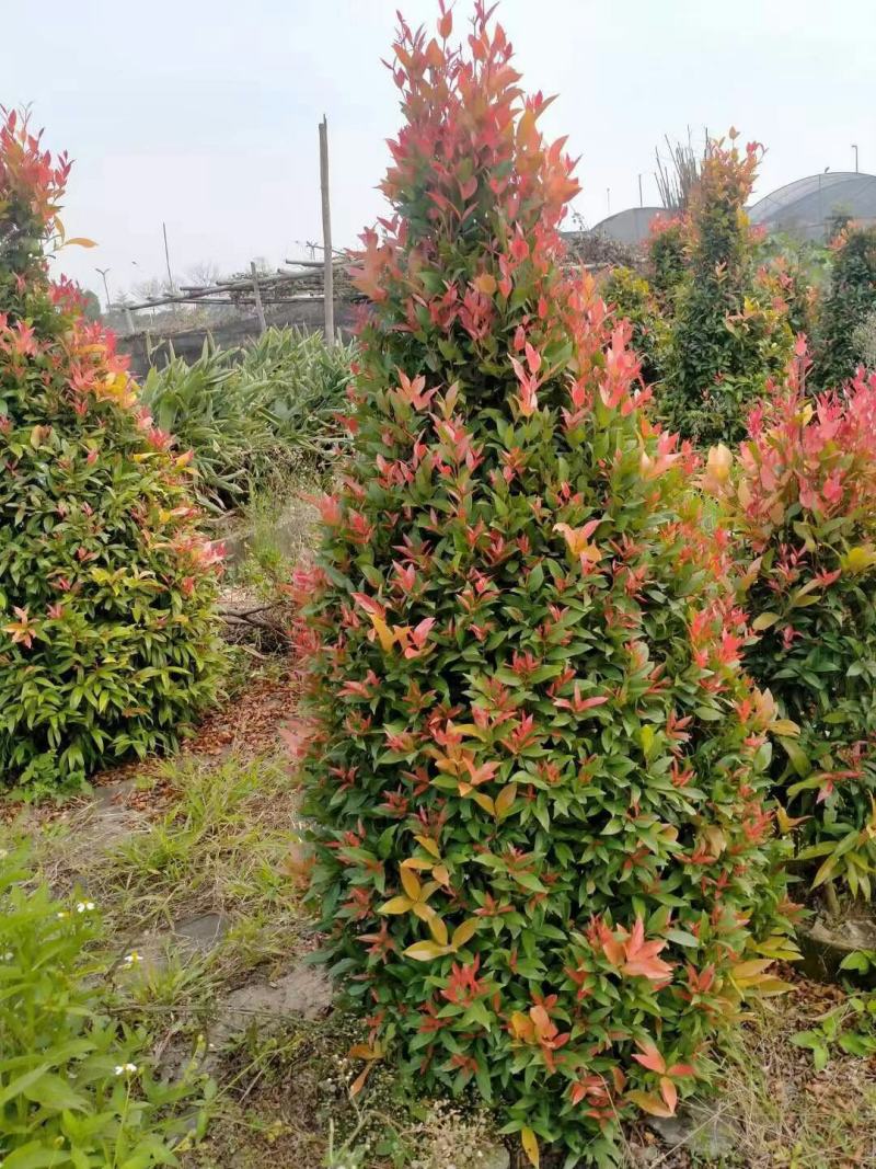 红车鸿运当头基地大量现货供应