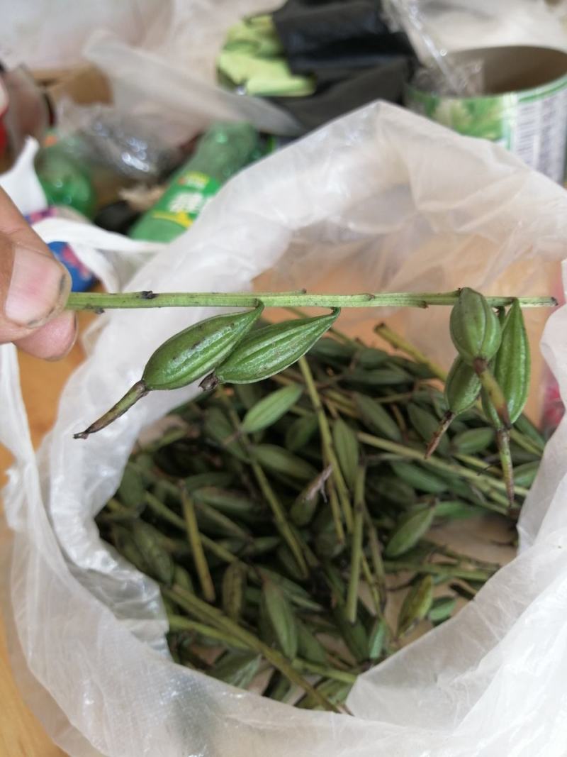 毛慈菇紫花果夹
