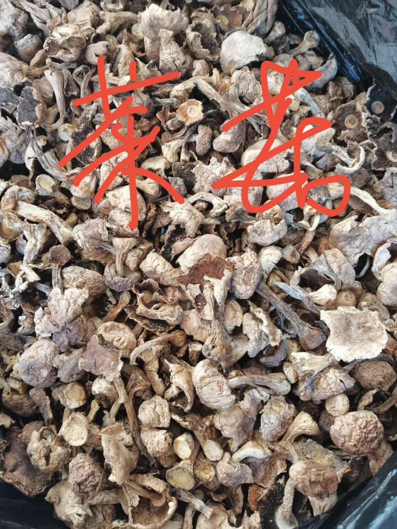 姬松茸2022年新货价格合理欢迎采购可一件代发