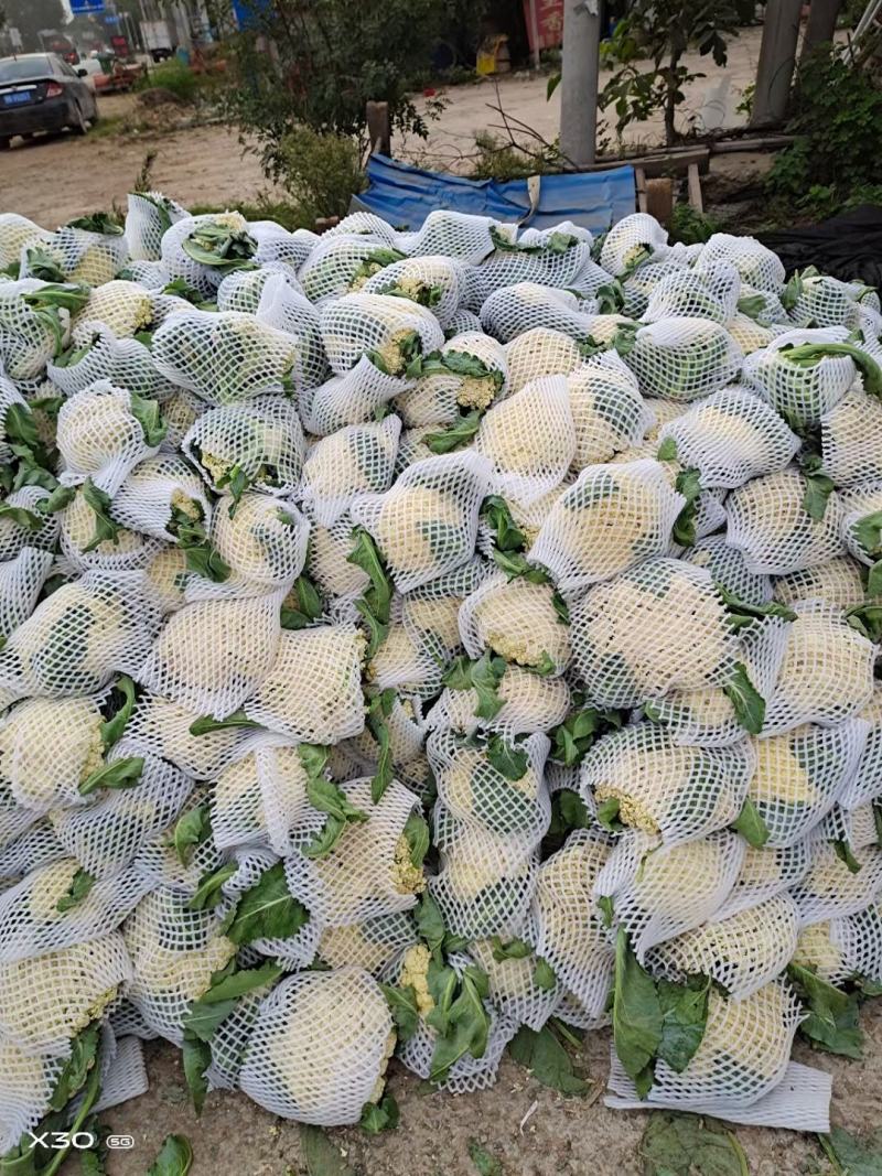 优质精选菜花青梗白面，有机花菜基地直发