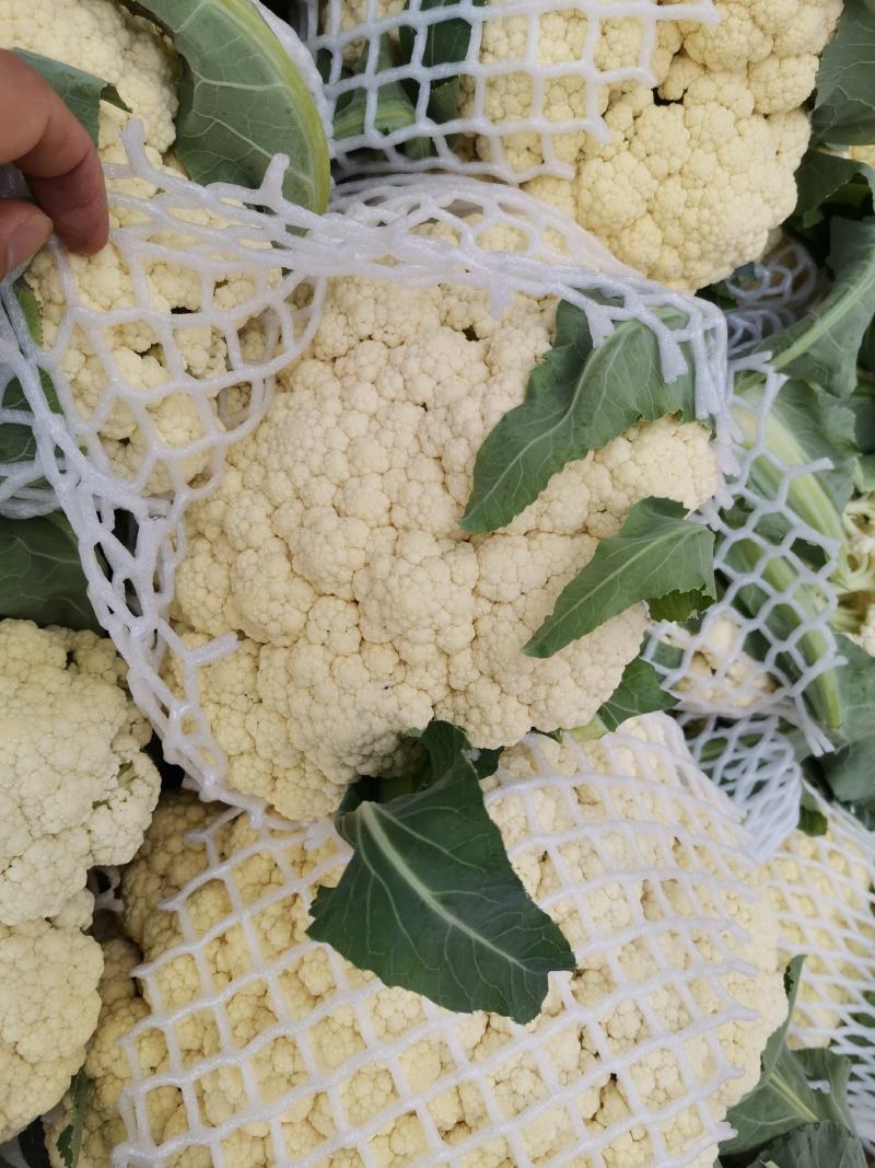 优质精选菜花青梗白面，有机花菜基地直发