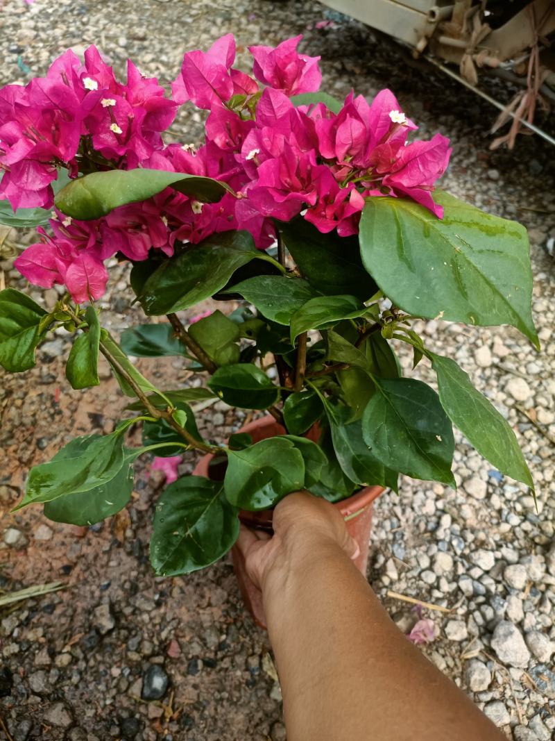 三角梅老兵苗圃专售各种规格精品三角梅盆栽