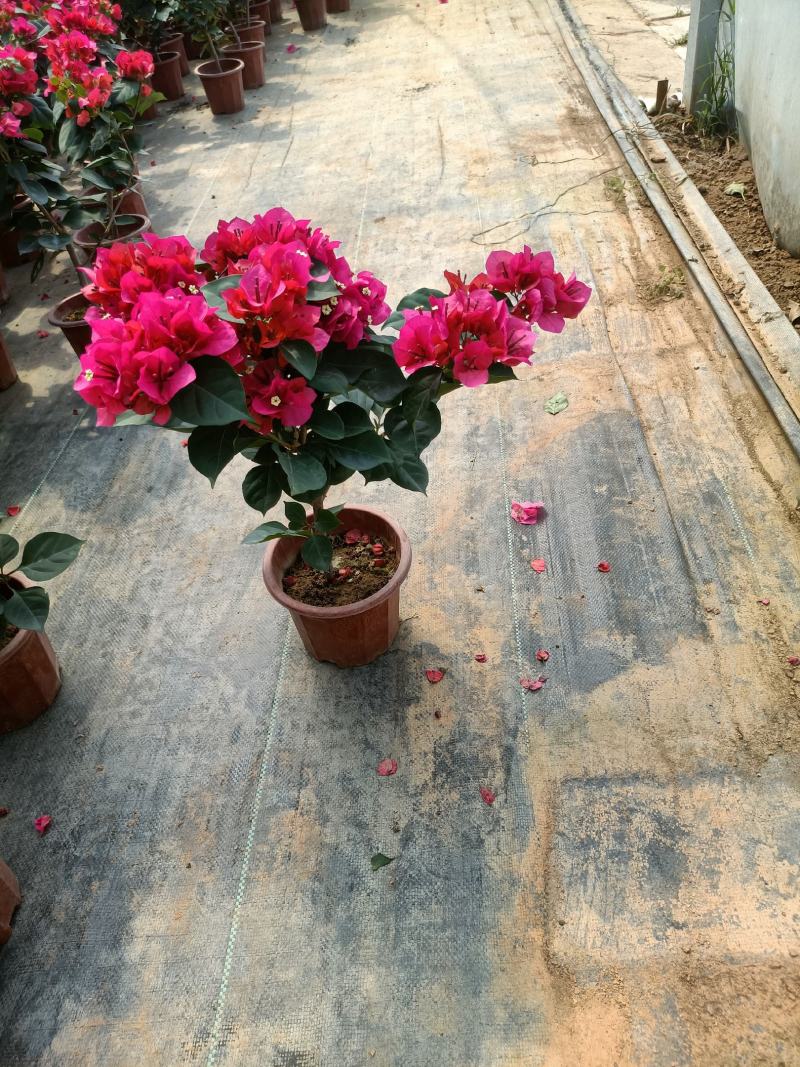 三角梅老兵苗圃专售各种规格精品三角梅盆栽