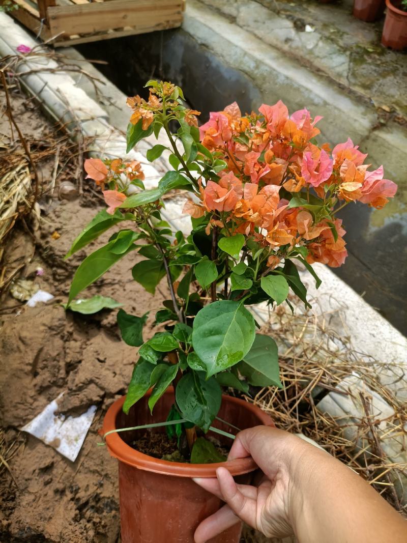 三角梅老兵苗圃专售各种规格精品三角梅盆栽