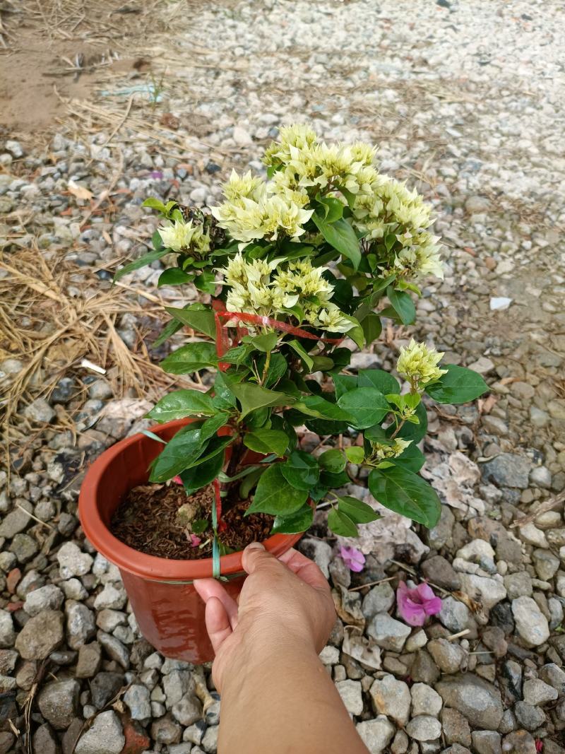 三角梅老兵苗圃专售各种规格精品三角梅盆栽