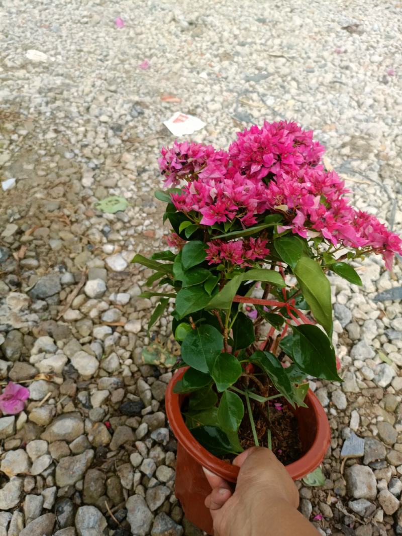三角梅老兵苗圃专售各种规格精品三角梅盆栽