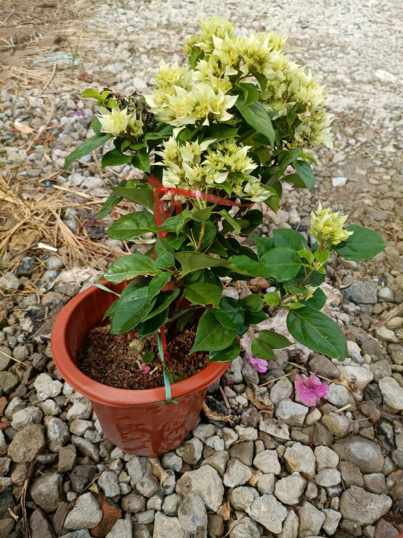 三角梅老兵苗圃专售各种规格精品三角梅盆栽