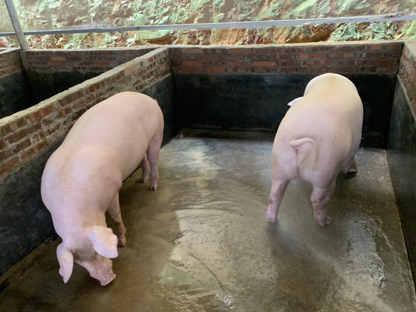 现代化种猪场内的杜洛克公猪与人工授精操作场景