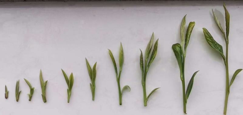 高原茶绿茶新茶明前春茶茶叶浓香型茶高山云雾茶